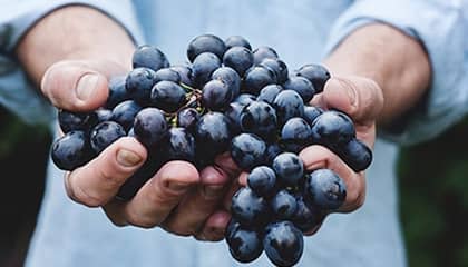 Weingut Bodegas Anadas