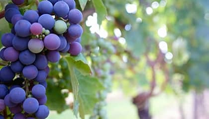 bodegas anadas wein