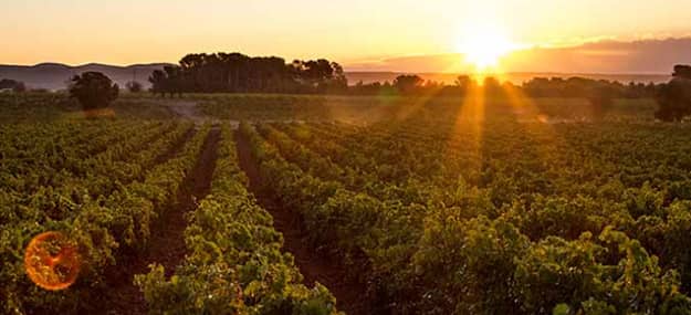 Chenin Blanc-Weine